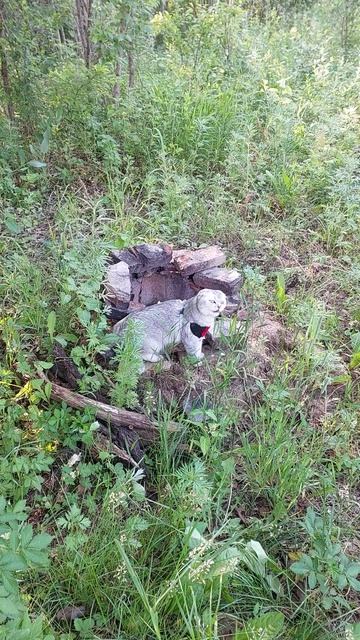 лечебные травы.mp4