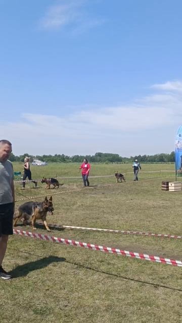 ЮНИОРЫ СУКИ / КЧК ИРКУТСК 21 июня`25 А.Буйнова Моно немецких овчарок