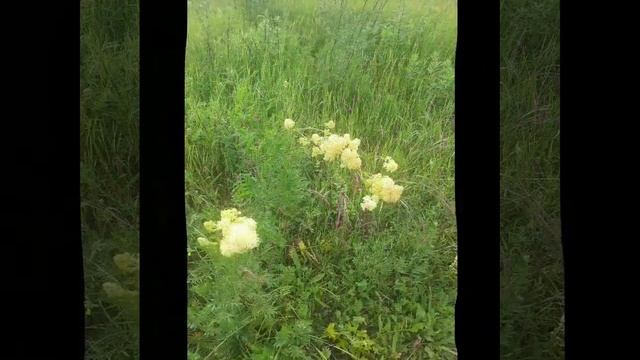 Цветы после дождя.mp4 смотреть онлайн