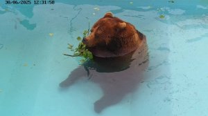 Медведь Мансур и зелёный десерт в голубом бассейне 🐻🌿🏊