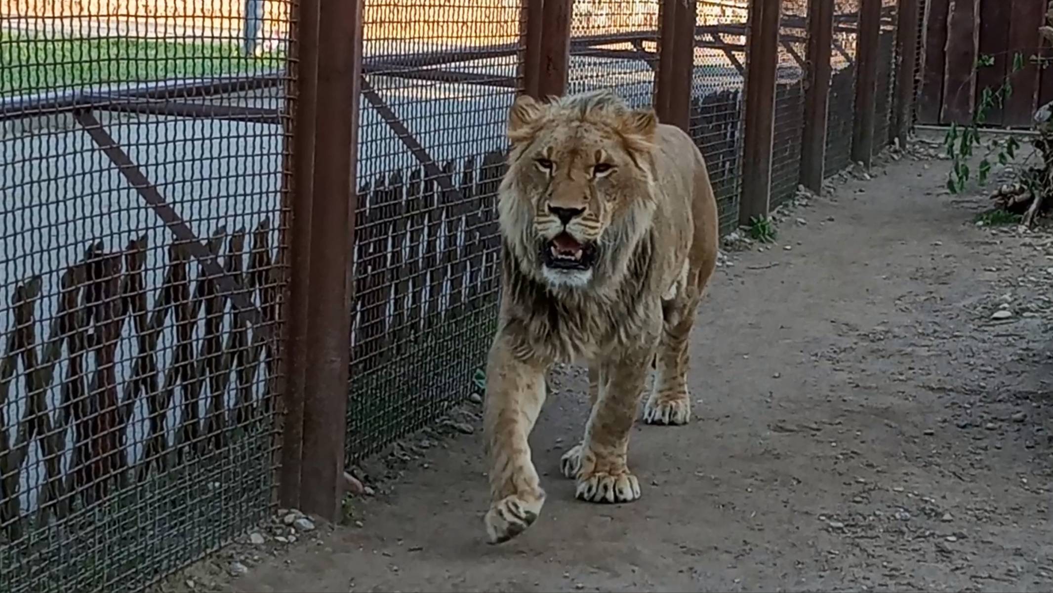 Лев Шерхан ищет партнёршу для румбы. смотреть онлайн
