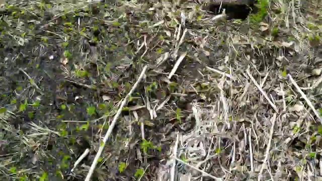 Поиск монет в поле 2020. Коп с Minelab X-Terra 705.. МД поиск. смотреть онлайн