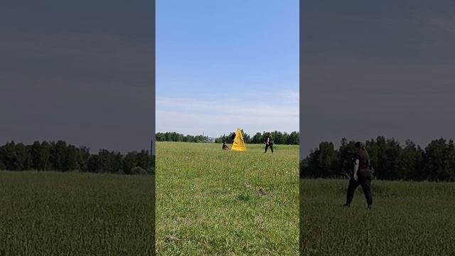 Зависть Богов ГЕРМИОНА - №26. КЧК ИРКУТСК 21 июня`25 А.Буйнова Моно н/о