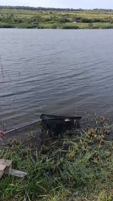 #рыбалка #карп #сазан