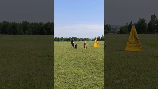 1 Отл. КЧК ЧАЙЗЕР из Звёздной Линии +++ №33. КЧК ИРКУТСК 21 июня`25 А.Буйнова Моно н/о