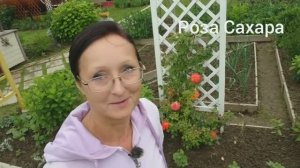 Видео привет с 6 соток 27 июня 2025 года. Счастья и благоденствия!