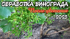 ОБРАБОТКА винограда ПОСЛЕ ЦВЕТЕНИЯ. 2025 год.