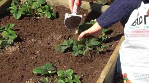 Подкармливаю клубнику  перегноем