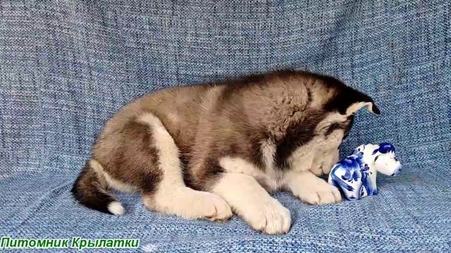 Предлагаем голубоглазого мальчика щенка хаски, черно-белого, родился 8 мая 2025 года