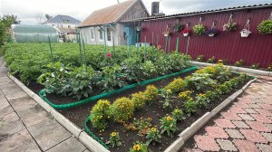 🏡 Во сколько стволов нужно выращивать многолетние Георгины?
Формирование и подвязка Георгинов.