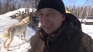 Питомник лаек Байанай