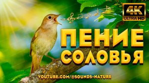 Пение Соловья - Это Ключ К Вашему Отличному Настроению И Заряд Положительной Энергии. Звуки Природы.