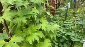 Петуния начинает болеть от сырости и холода. Срочная обработка. Скор. 28 июня 2025