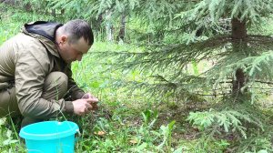 ГРИБНИК ЗАШЕЛ В ЛЕС. НАБРАЛ ГРИБОВ У ЗАБРОШЕННОЙ ДЕРЕВНИ.