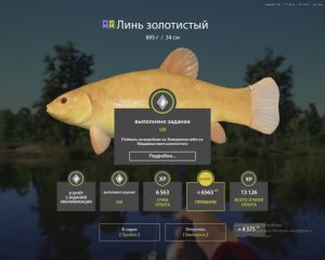 РУССКАЯ РЫБАЛКА 4 РР4 ПОЙМАЛ РЕДКОГО ЗОЛОТИСТОГО ЛИНЯ НА КОМАРИНОМ . ТОЧКА НА ТРОФЕЙНОГО РОТАНА