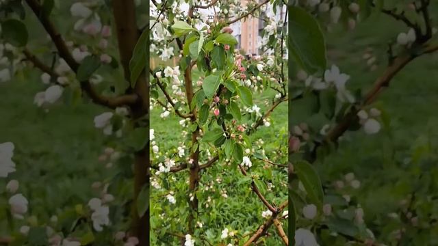 Как же вокруг сейчас красиво #цветущийсад #яблони #черемуха #сибирь