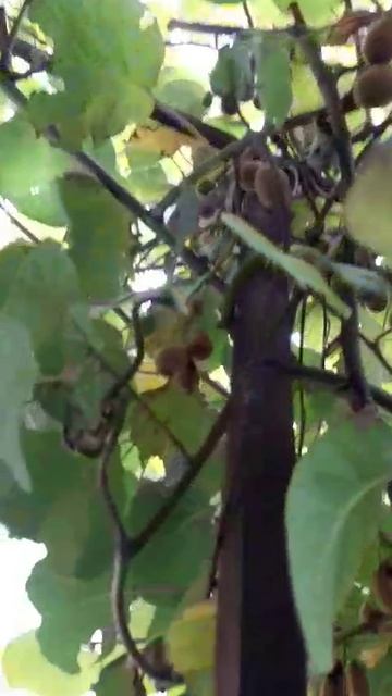 дерево фруктов Абхазия