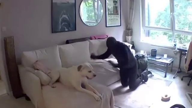 Собакен подружился с вором, который обносил дом его кожаных, и стал звездой соцсетей смотреть онлайн