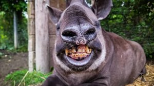 Приколы с животными😸Смешные видео с озвучкой😸СМЕШНОЕ ВИДЕО животные!