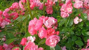 Роза Ангела/ Angela (KORday, Angelica)