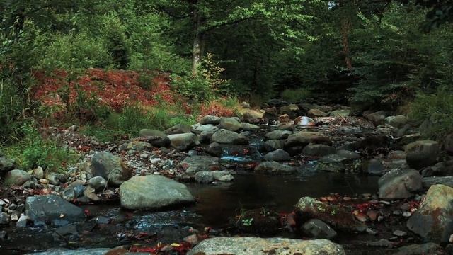 Насыщенная природа и прекрасная речушка