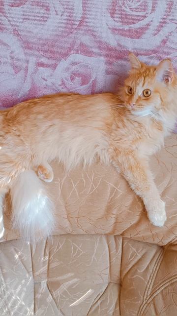 Солнечный релакс 😻🌞💤