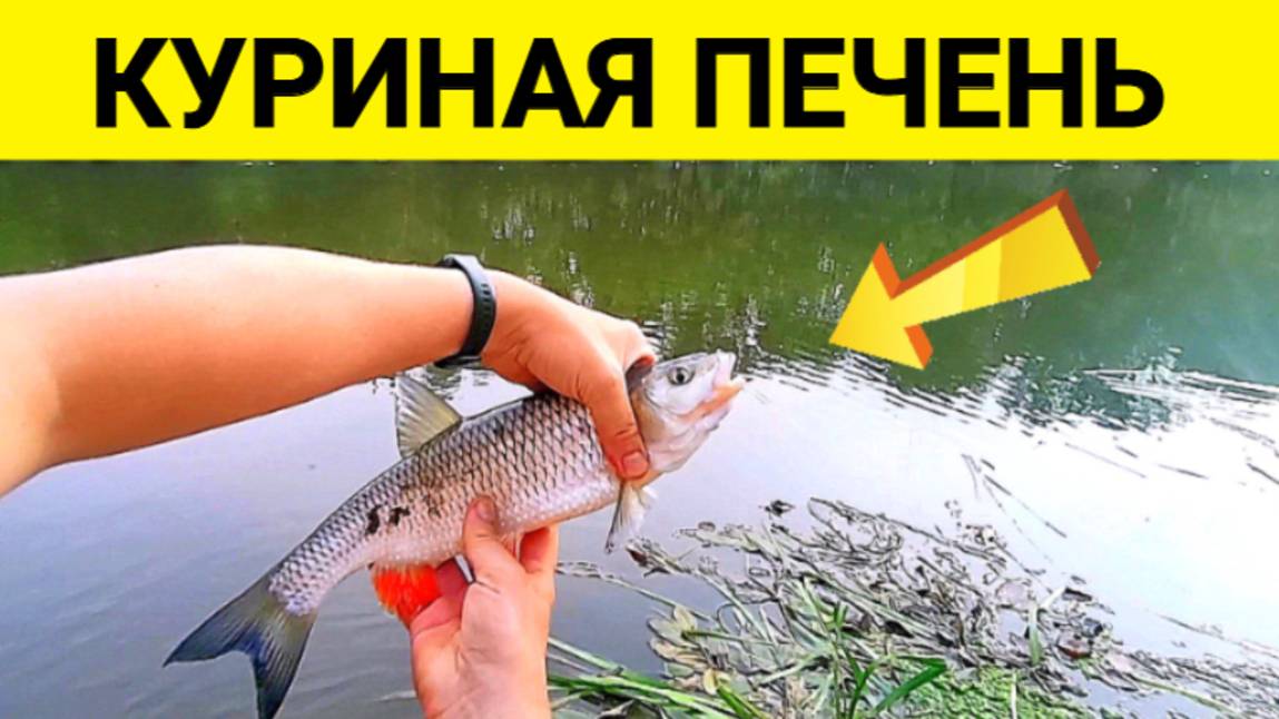 Рыбалка на Куриную печень! Подводная съемка смотреть онлайн