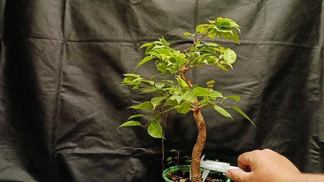 √8 фикус1 продажа