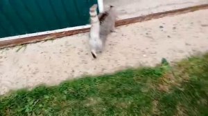 Мопеды сериал 355