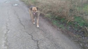 Пёс на дороге 1 сезон 3 серия мп