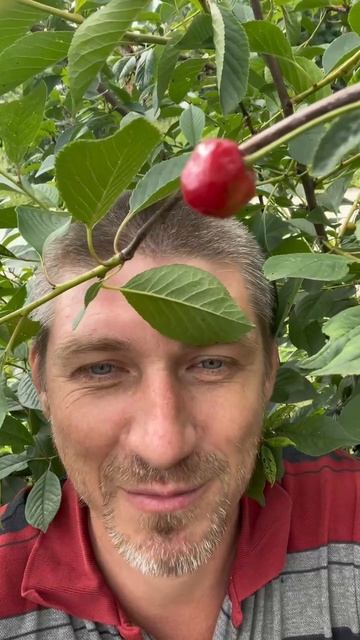 💝🌳 смотреть онлайн