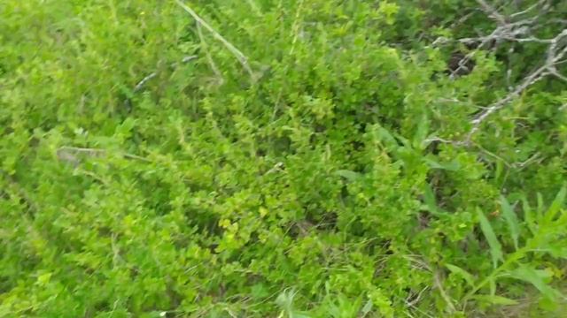 Нашёл россыпуху монет!! Рассыпуха поздних советов!! Коп с тёркой 705!! смотреть онлайн