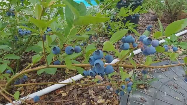 Что растет в конце июня в нашем огороде. смотреть онлайн