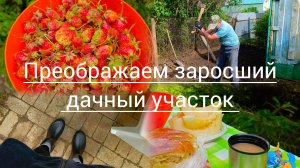 КУПИЛИ ЗАБРОШЕННУЮ ДАЧУ, ШИПОВНИК СОПРОТЕВЛЯЛСЯ И ИСКОЛОЛ ВСЕ РУКИ! ПРЕОБРАЖЕНИЕ НА ГЛАЗАХ!