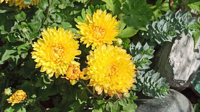 Совсем неприхотливый цветок! смотреть онлайн