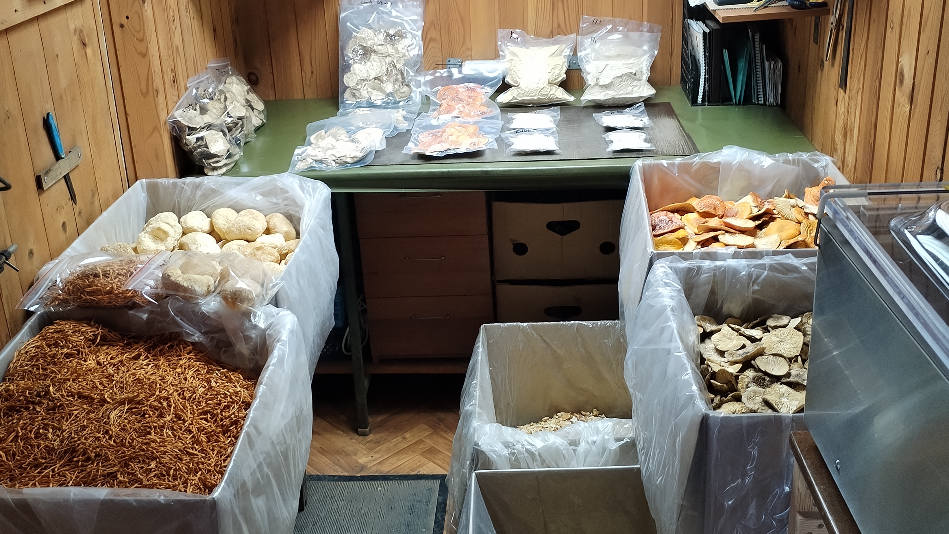 Грибы России 2024