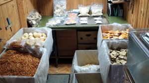 Грибы России 2024