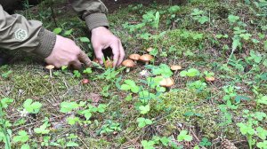 ПЕРВЫЕ ГРИБЫ СЕЗОНА. НАШЁЛ ГРИБНИЦУ СРЕДИ СОСЕН. ВЕЧЕРОМ БУДЕМ ЖАРИТЬ.