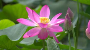 Исцеляющая музыка для релакса и спа-процедур