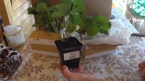 Как упаковывают и продают рассаду клубники. Сорта  Купчиха и Кент. Розовый релакс.