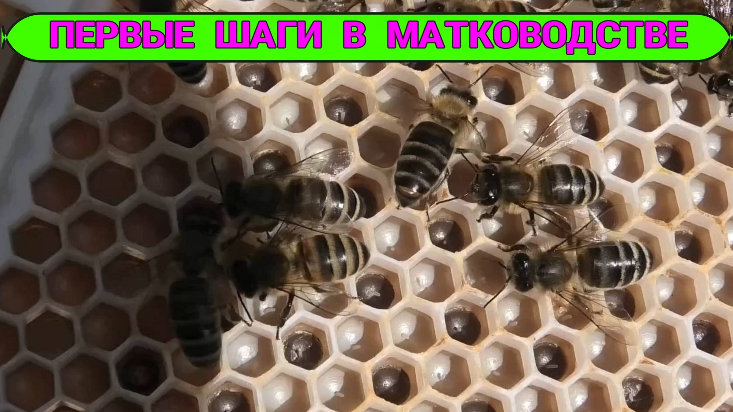 Мой опыт вывод маток. смотреть онлайн