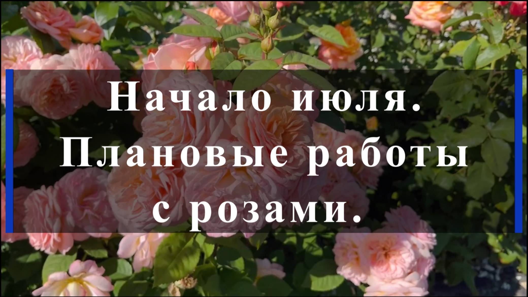 Начало июля.Плановые работыс розами. смотреть онлайн
