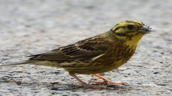 Пение птиц. Овсянка обыкновенная