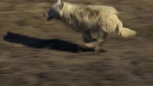 Битвы Животных, От Которых Волосы Дыбом! Сражения Снятые на Камеру!