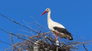 Аисты 16 апреля 2025.