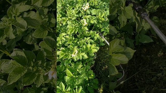 как правильно использовать медный купорос на огороде