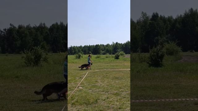 1 Отл. КЧК Grosefohnon OMEN +++ №9. КЧК ИРКУТСК 21 июня`25 А.Буйнова Моно н/о