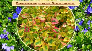 Почвопокровные растения в малоуходном саду. За или против.