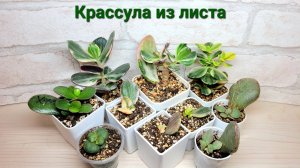 Крассула из листа