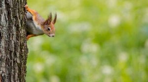 Шустрые белки Чистяковской рощи